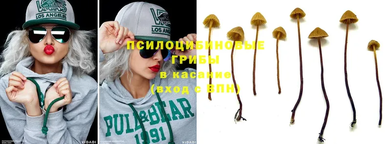 Псилоцибиновые грибы Psilocybe  Советская Гавань 